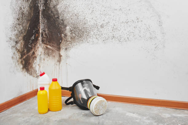 Best Certified Mold Removal  in Chestnut Ridge, NY