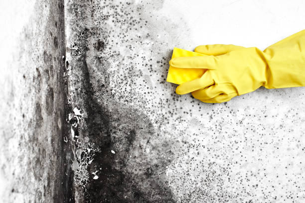 Best Best Mold Removal Companies  in Chestnut Ridge, NY