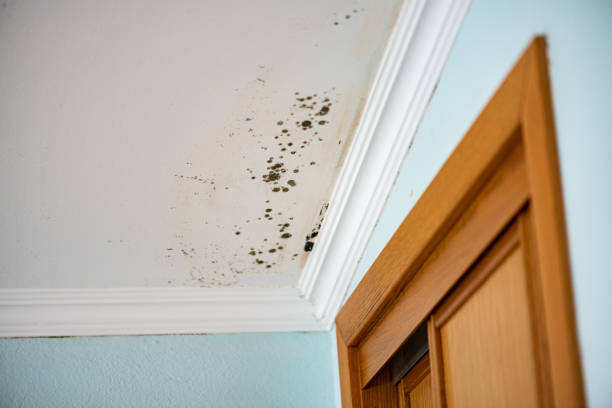 Best Office Mold Removal Services  in Chestnut Ridge, NY