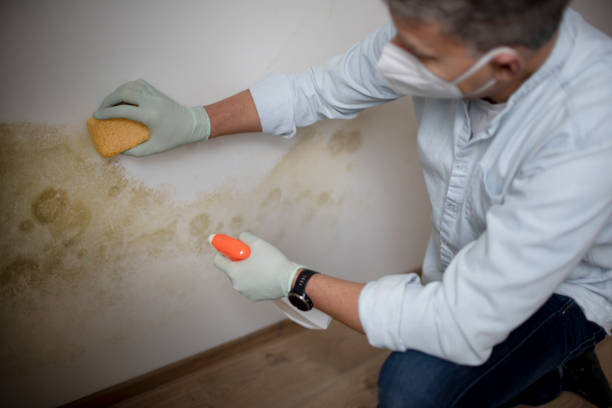 Best Mold Cleaning Services  in Chestnut Ridge, NY