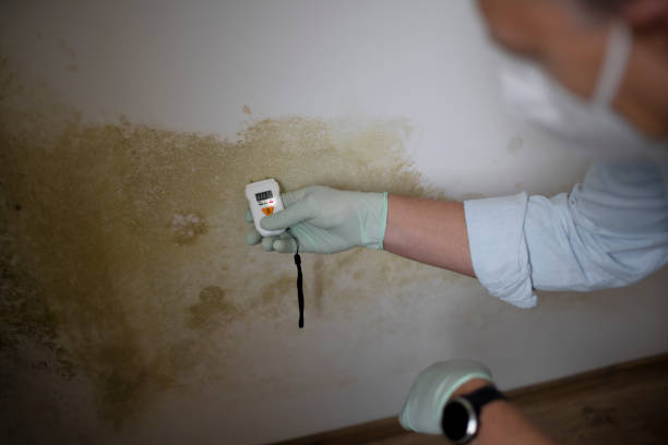 Best Professional Mold Removal  in Chestnut Ridge, NY