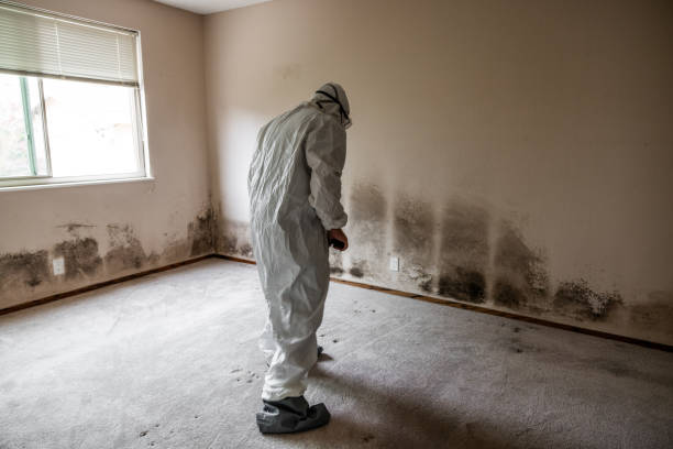 Best Mold Removal Company Near Me  in Chestnut Ridge, NY