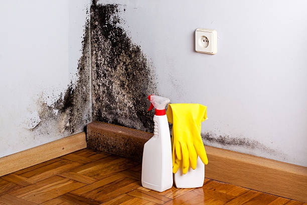 Best Mold Testing and Removal  in Chestnut Ridge, NY