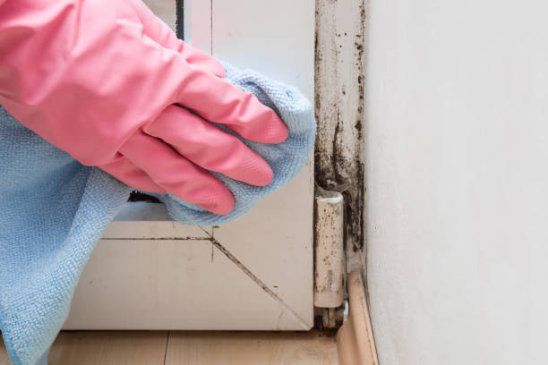 Best Attic Mold Removal  in Chestnut Ridge, NY